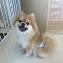 독구(DOGGOO)