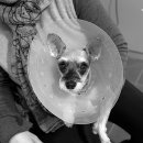 까망이PC 이미지