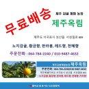 (제주옥림) 제주 한라봉 3Kg , 5Kg, 10kg 팝니다. 이미지