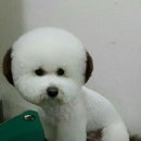 중앙애견 이미지