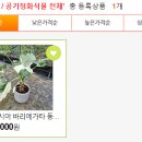 더케이야생화 이미지