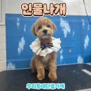 인물나개 네이버블로그