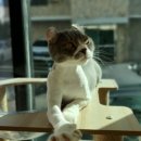 함께냥 대전점 이미지