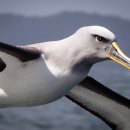 알바트로스 이미지