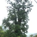 용문산광장