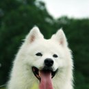 하남애견훈련소 이미지