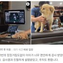 금호동물병원 | (금호동물병원) 한남심장내과동물병원 소중한리뷰 #29