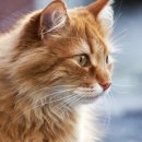 강북 24시 N 동물의료센터 이미지