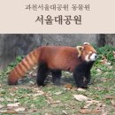 국수나무과천점 | 과천서울대공원 동물원 후기(주말 오픈런,주차,식당)