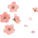 차차펫살롱 이미지