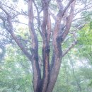 산곡초교입구 등산로 이미지