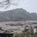 신흥동 벚꽃나들이 축제 및 작은음악회 | 목포 입암산 벚꽃 실시간 동백까지 예쁜 목포 벚꽃 명소
