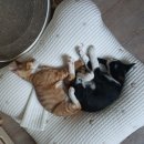 크로바하우스 | 강아지 쿨매트 인견 냉감 방석 고양이 여름더위 쿠션