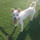 펫피랜드 이미지