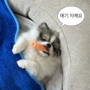 안심베드 | 강아지 침대 추천 몽제 에어네트 펫 베드 안심 쿨매트 후기