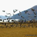 오리천국 이미지