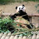 푸바오