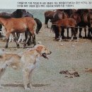 식구개 이미지