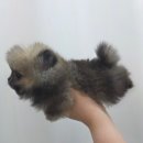 짱구 애견 하우스 이미지