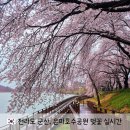 은파호수공원 9-9 | 군산 벚꽃 축제 아직 한창인 "은파호수공원" 실시간