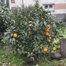 고성리-7 | 성산읍 현지인 맛집 동서네해장국 고성리 아침 점심 추천