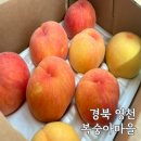 황우농장 | 영천 복숭아 고당도 다품종 신선함은 덤 복숭아마을