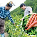 ‘칼라병’ 경북지역 공습…“고추밭 초토화” 이미지