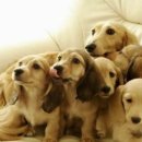 애완강아지 이미지