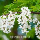 [신원섭의 나무와 숲 이야기] (2)아카시꽃의 향수 이미지