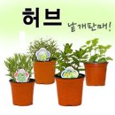 로즈마리플라워 이미지