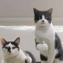 더희래원 네이버블로그
