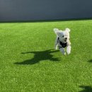 멍댕이 애견유치원 | 광주 동구 애견유치원 멍댕이 호텔링,픽업가능한 곳