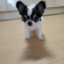 우리 애견 이미지