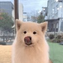 털 정리한 사모예드 이미지