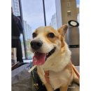 더본 동물병원 이미지