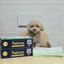 개아범 | 네이버 펫 바우처 강아지 배변봉투 꼭 쟁여야하는 산책 필수템 후기