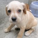 강아지의 하루 이미지