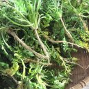 이병용 농장 이미지