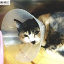 봄내동물병원 이미지