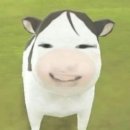 멜라토닌먹고꾸는꿈과소원