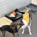 퍼피파파 이미지