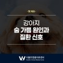 24시 더블유 동물의료센터 | 강아지 호흡 빨라졌을 때 어떤 질환을 의심해야 할까요? 숨 가쁨 원인┃청라 더블유동물의료센터