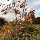 풍년농약종묘사 이미지