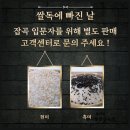 맛있는쌀 쌀독에 빠진날 일반미, 백미 주문당일 도정 신선한쌀