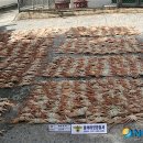 동해-단속-34 이미지