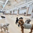 아이몽 애견 유치원 이미지