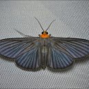 등화주유소 이미지