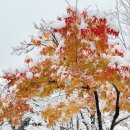 몽실김밥앤김치말이국수 | Nov. 2024, Winter foliage