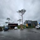 파인트리비 이미지