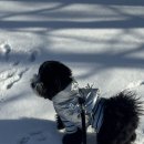 펫배요 | 강아지 배 꾸르륵 소리 날 때, 펫에그 비니백 플러스 유산균 급여 후기